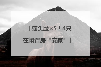 猫头鹰×5！4只在闲置房“安家”