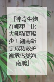 神奇生物在哪里｜比大熊猫更稀少！湖南新宁成功救护濒危鸟类海南鳽