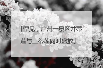 罕见，广州一景区并蒂莲与三蒂莲同时盛放