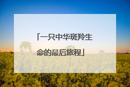 一只中华斑羚生命的最后旅程