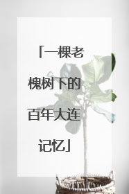 一棵老槐树下的百年大连记忆
