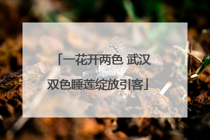 一花开两色 武汉双色睡莲绽放引客