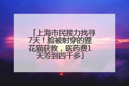 上海市民接力找寻7天！脸被射穿的狸花猫获救，医药费1天筹到四千多