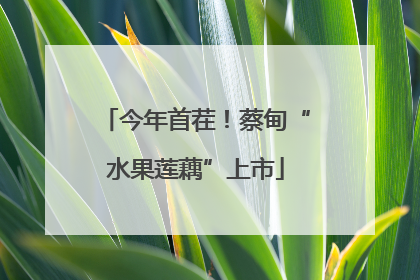 今年首茬！蔡甸“水果莲藕”上市