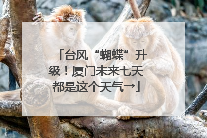 台风“蝴蝶”升级！厦门未来七天都是这个天气→