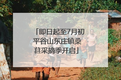 即日起至7月初 平谷山东庄镇桑葚采摘季开启