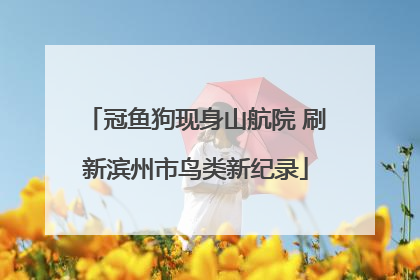 冠鱼狗现身山航院 刷新滨州市鸟类新纪录