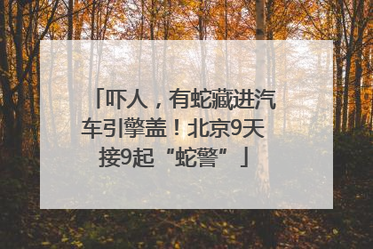 吓人，有蛇藏进汽车引擎盖！北京9天接9起“蛇警”
