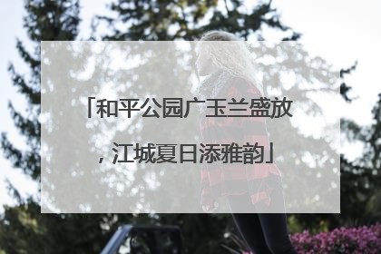 和平公园广玉兰盛放，江城夏日添雅韵