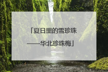 夏日里的雪珍珠——华北珍珠梅