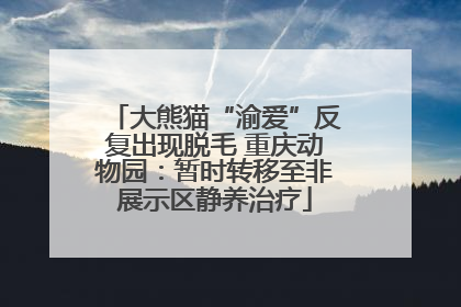 大熊猫“渝爱”反复出现脱毛 重庆动物园：暂时转移至非展示区静养治疗