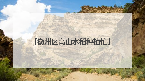 徽州区高山水稻种植忙