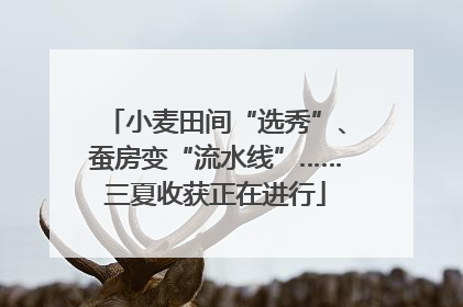 小麦田间“选秀”、蚕房变“流水线”……三夏收获正在进行