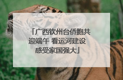 广西钦州台侨胞共迎端午 看运河建设感受家国强大
