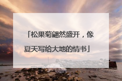 松果菊翩然盛开，像夏天写给大地的情书