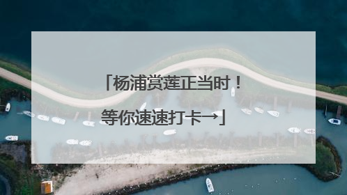 杨浦赏莲正当时！等你速速打卡→
