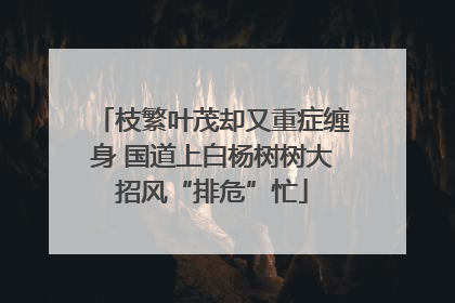 枝繁叶茂却又重症缠身 国道上白杨树树大招风“排危”忙