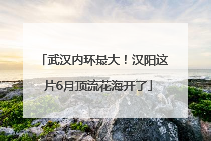 武汉内环最大！汉阳这片6月顶流花海开了