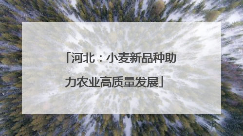 河北：小麦新品种助力农业高质量发展