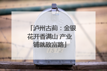 泸州古蔺：金银花开香满山 产业铺就致富路