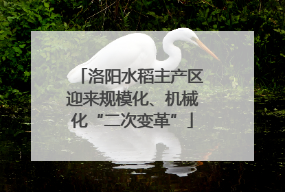 洛阳水稻主产区迎来规模化、机械化“二次变革”