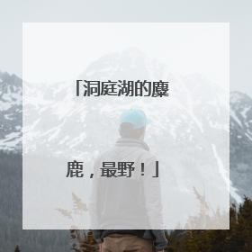 洞庭湖的麋鹿，最野！