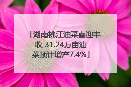 湖南桃江油菜喜迎丰收 31.24万亩油菜预计增产7.4%