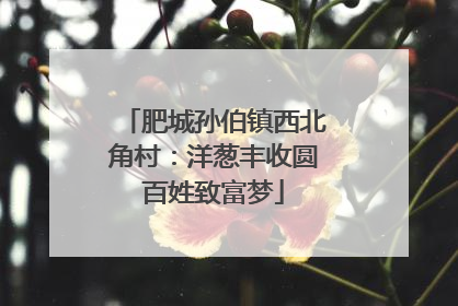 肥城孙伯镇西北角村：洋葱丰收圆百姓致富梦