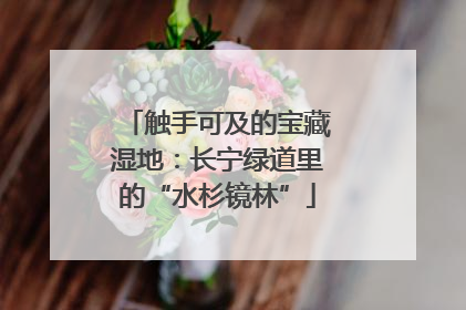触手可及的宝藏湿地：长宁绿道里的“水杉镜林”