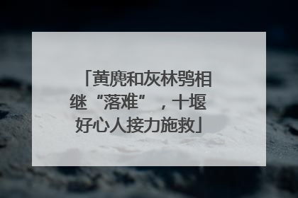 黄麂和灰林鸮相继“落难”，十堰好心人接力施救