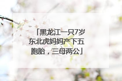 黑龙江一只7岁东北虎妈妈产下五胞胎，三母两公