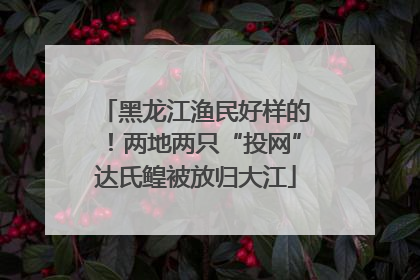 黑龙江渔民好样的！两地两只“投网”达氏鳇被放归大江