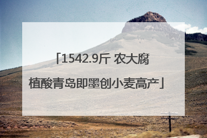 1542.9斤 农大腐植酸青岛即墨创小麦高产